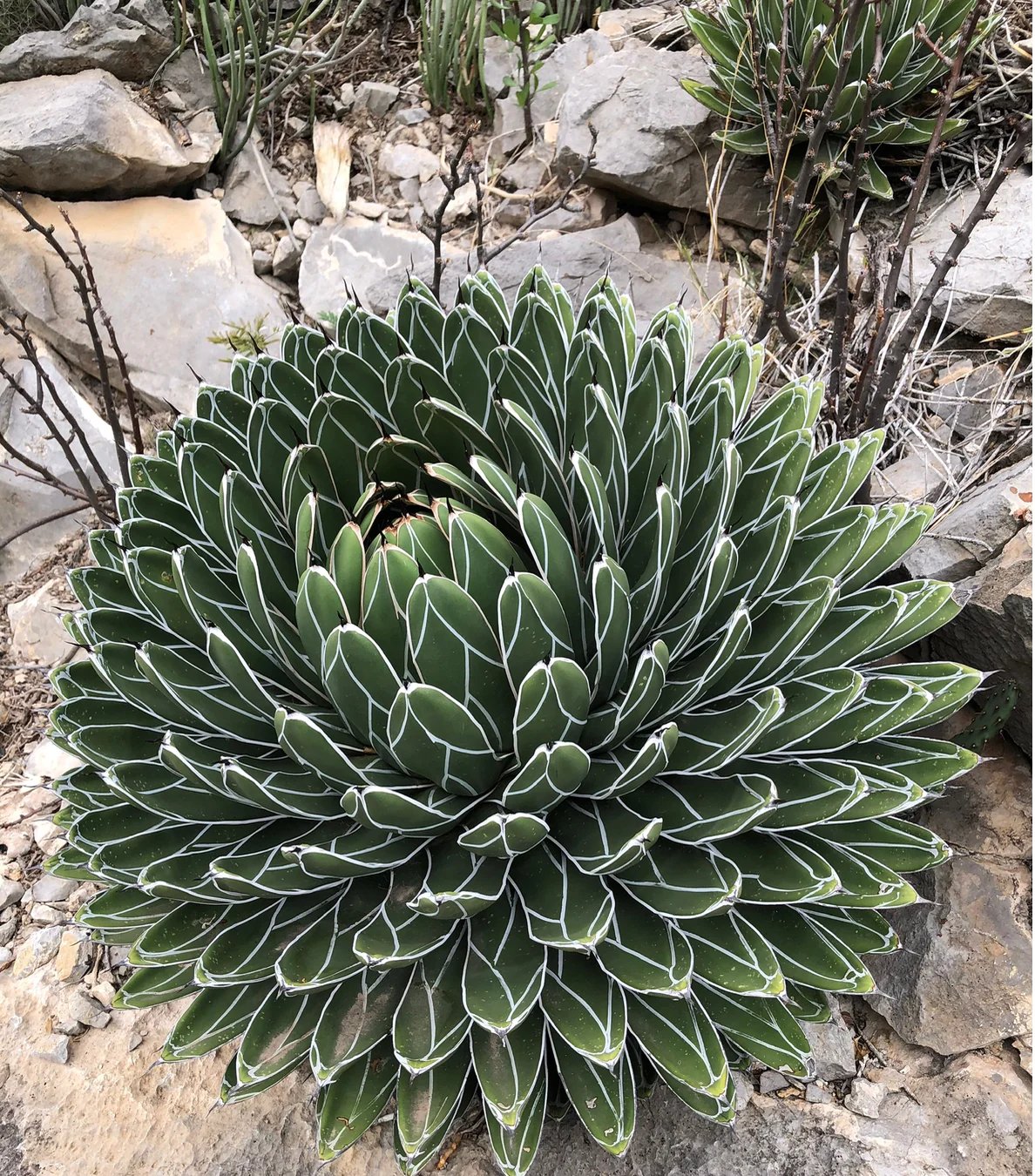 Agave 3