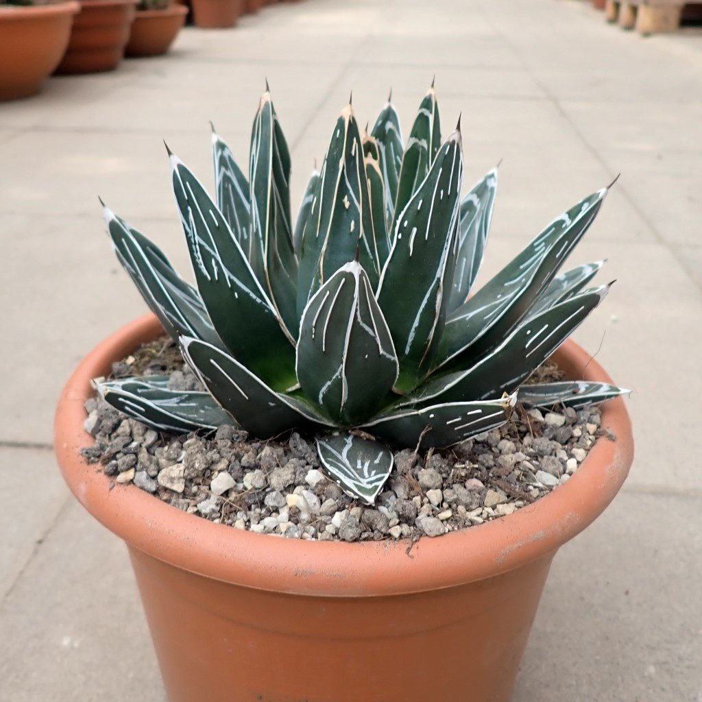 Agave 2