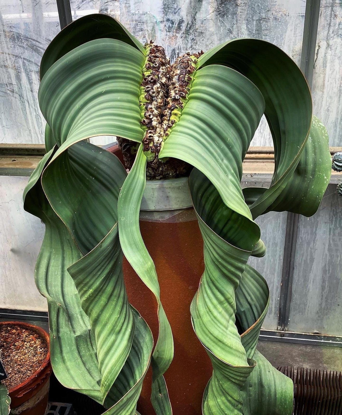 Welwitschia mirabilis 3