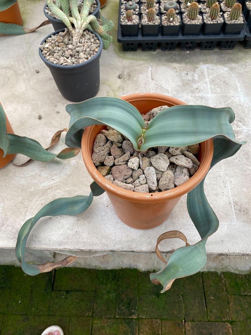 Welwitschia mirabilis