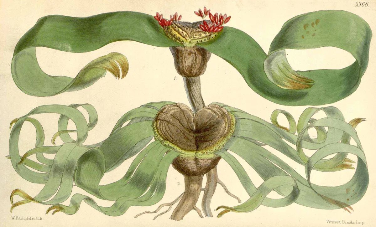 Welwitschia mirabilis 2