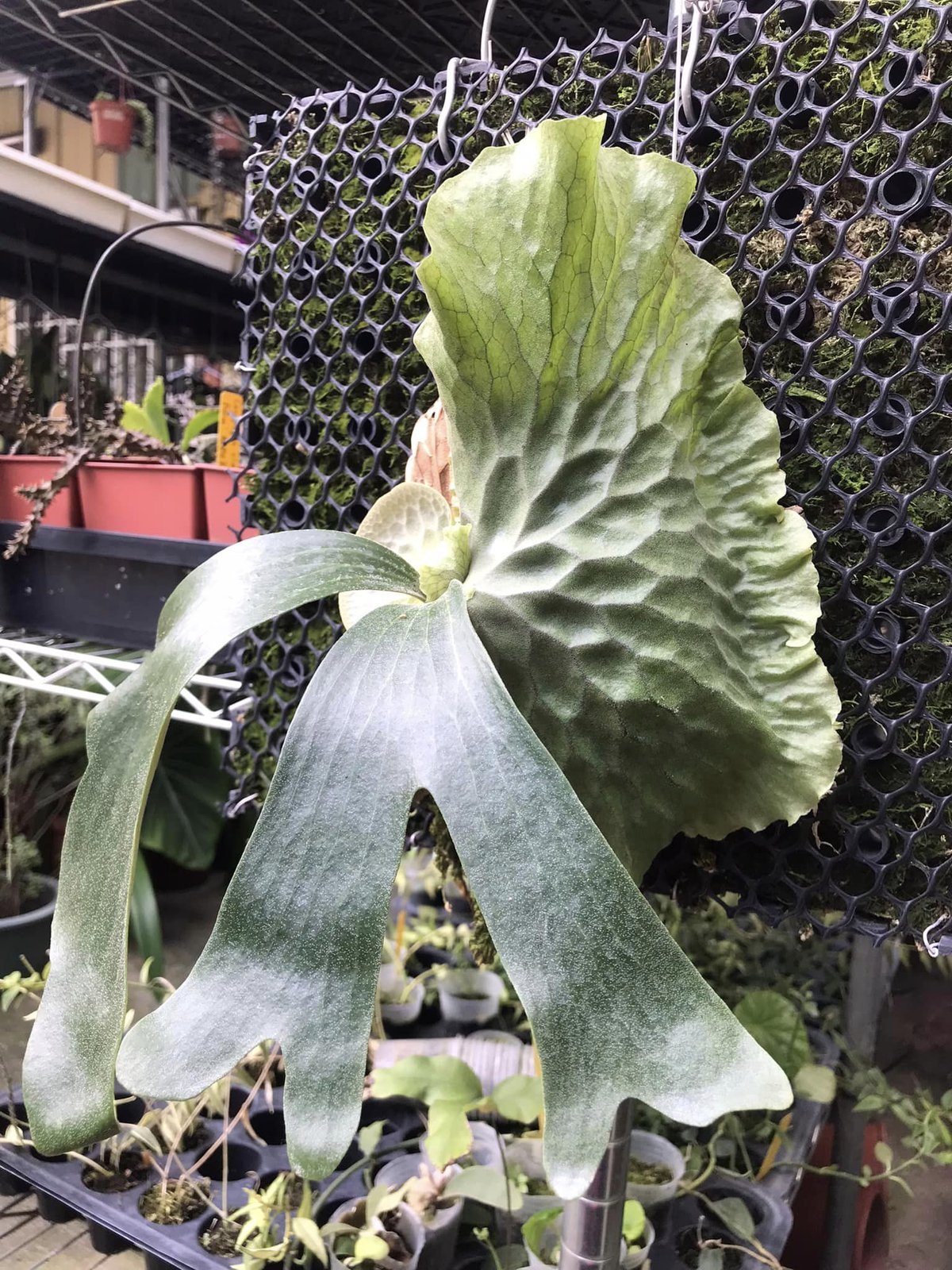 Platycerium Budsaba 2