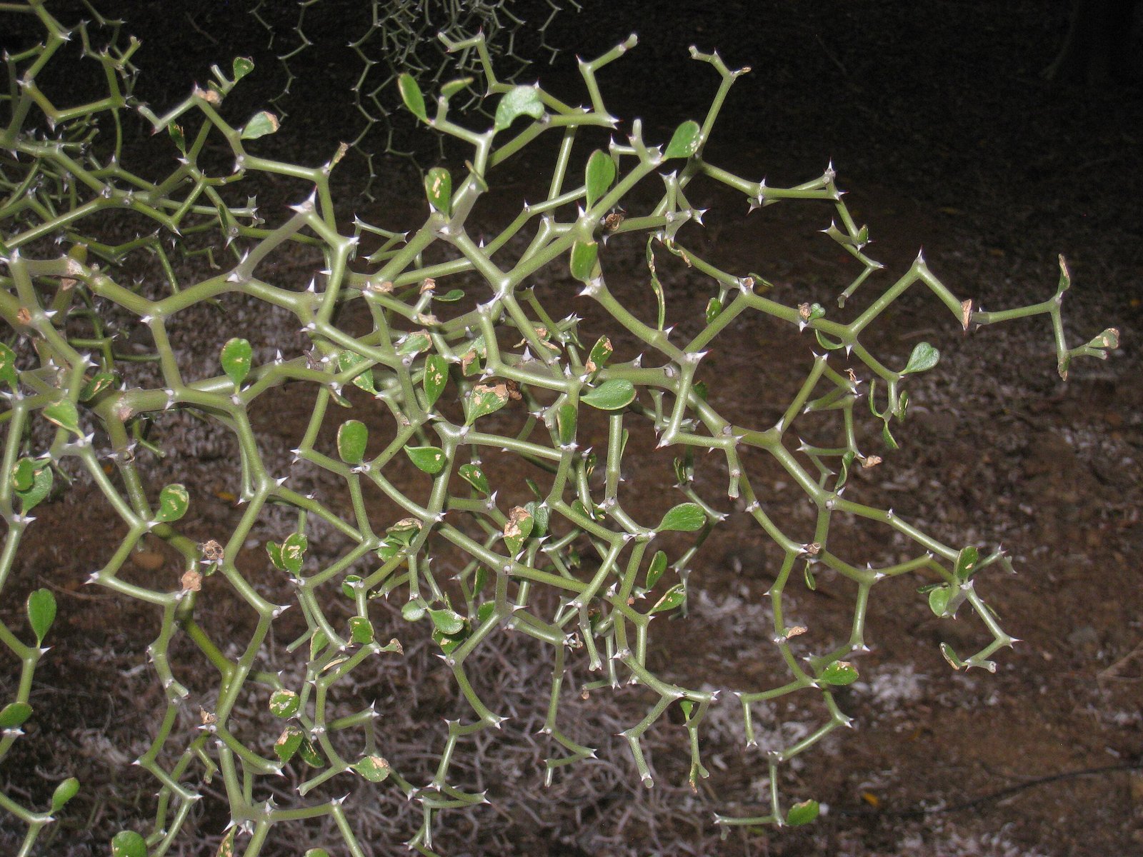 Decarya Madagascariensis 2