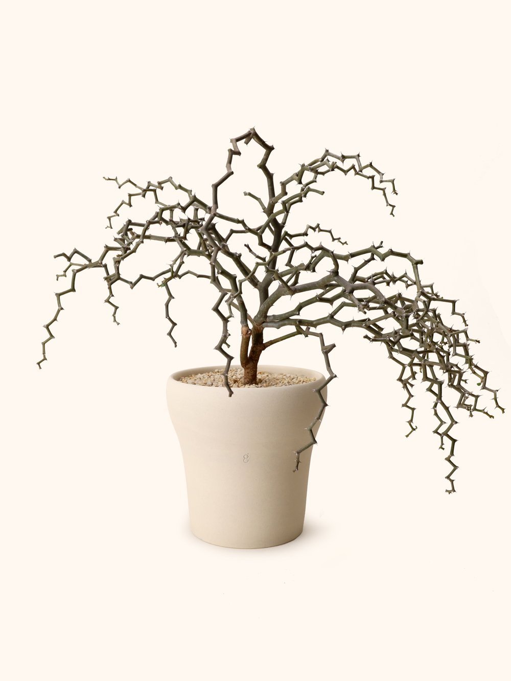 Decarya Madagascariensis