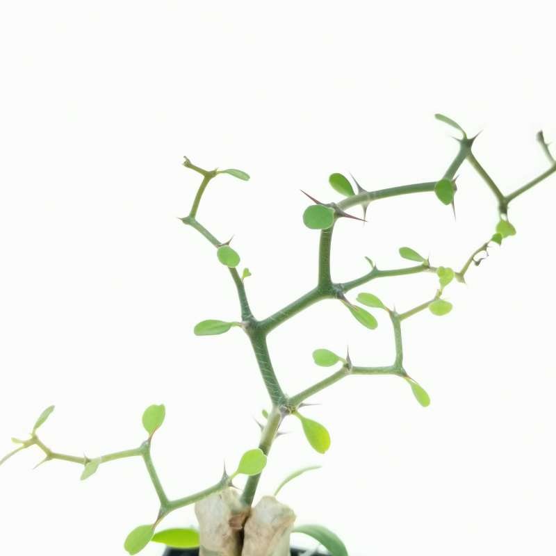 Decarya Madagascariensis 3