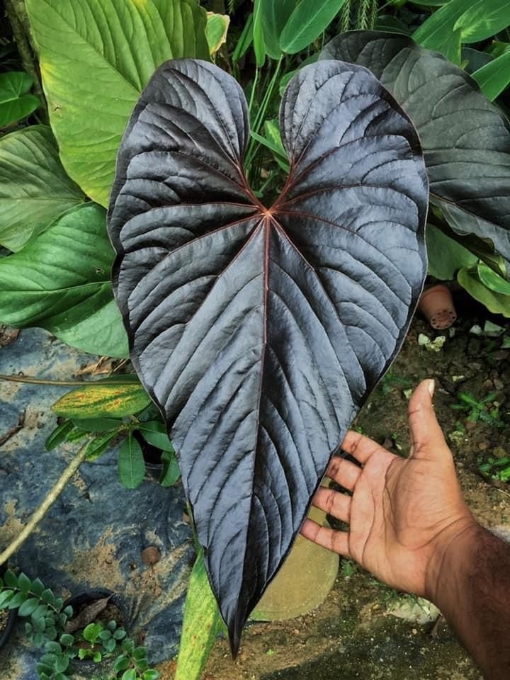 Anthurium Chamberlainii