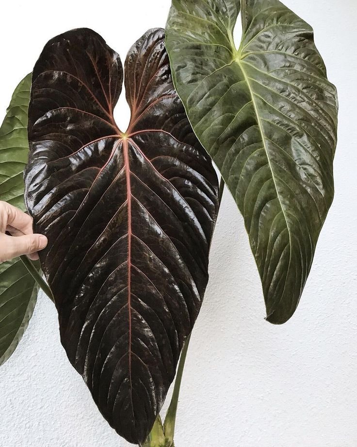 Anthurium Chamberlainii 2