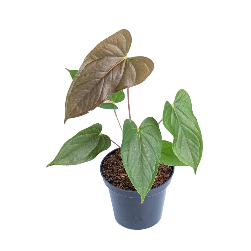 Anthurium Chamberlainii 3