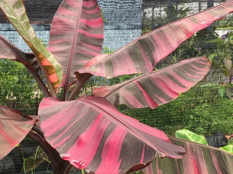 Musa Nono Pink Variegated Banana 2