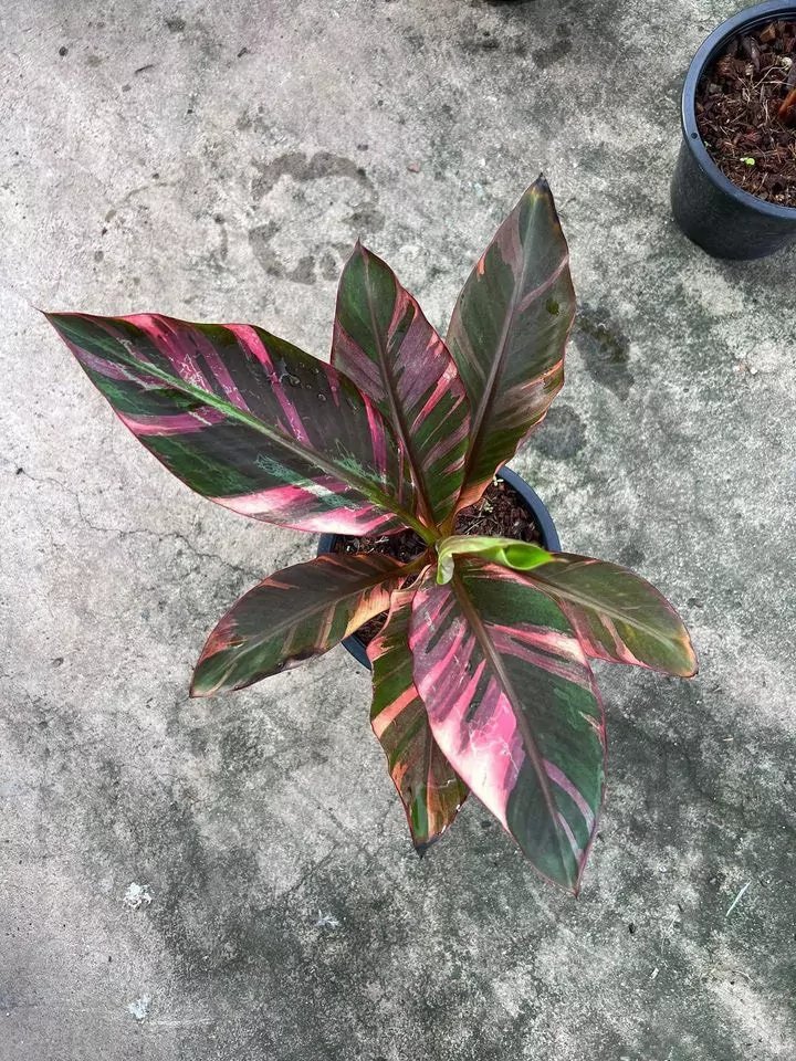 Musa Nono Pink Variegated Banana