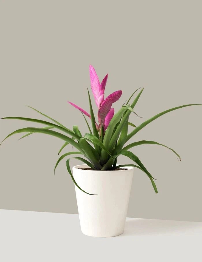 Tillandsia Cyanea