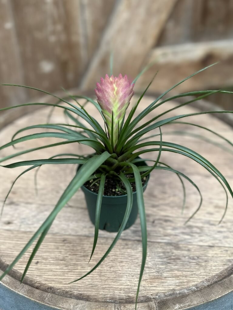 Tillandsia Cyanea 2