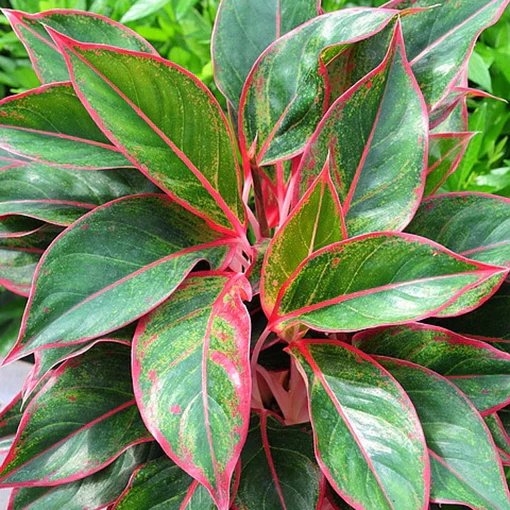 Aglaonema Siam Aurora 2
