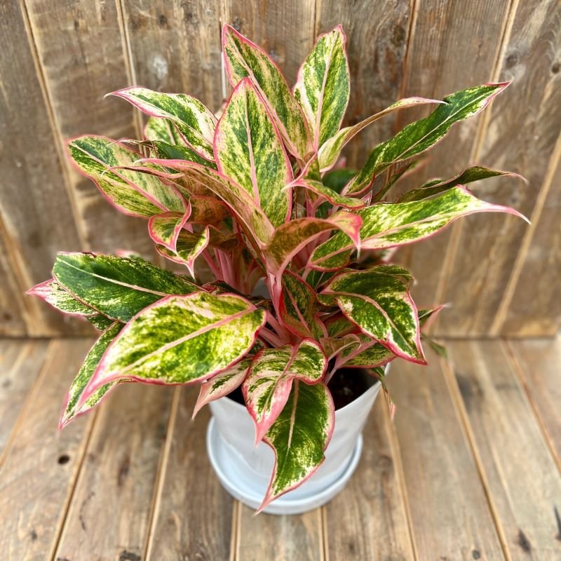 Aglaonema Siam Aurora