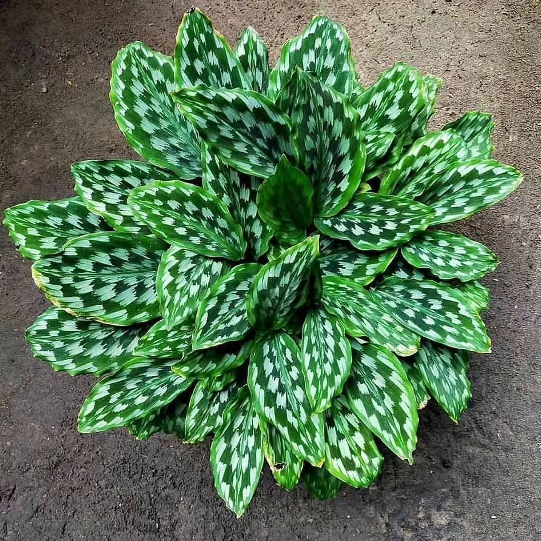 Kaempferia Elegans Shazam