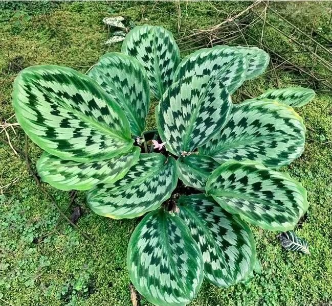 Kaempferia Elegans Shazam 2