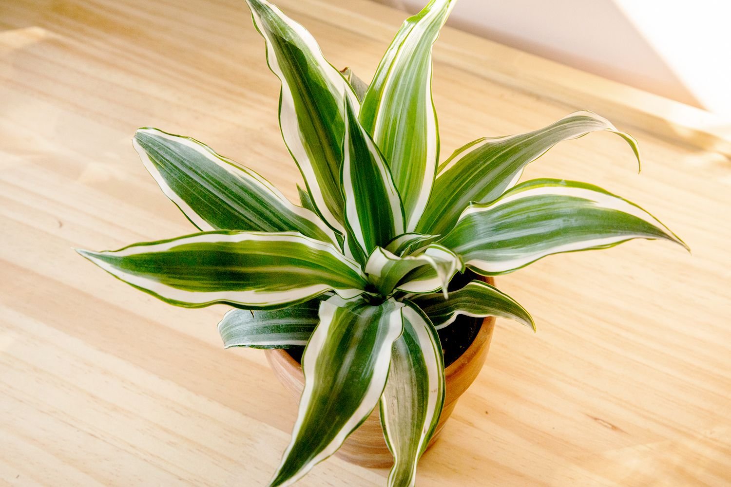 Dracaena 2