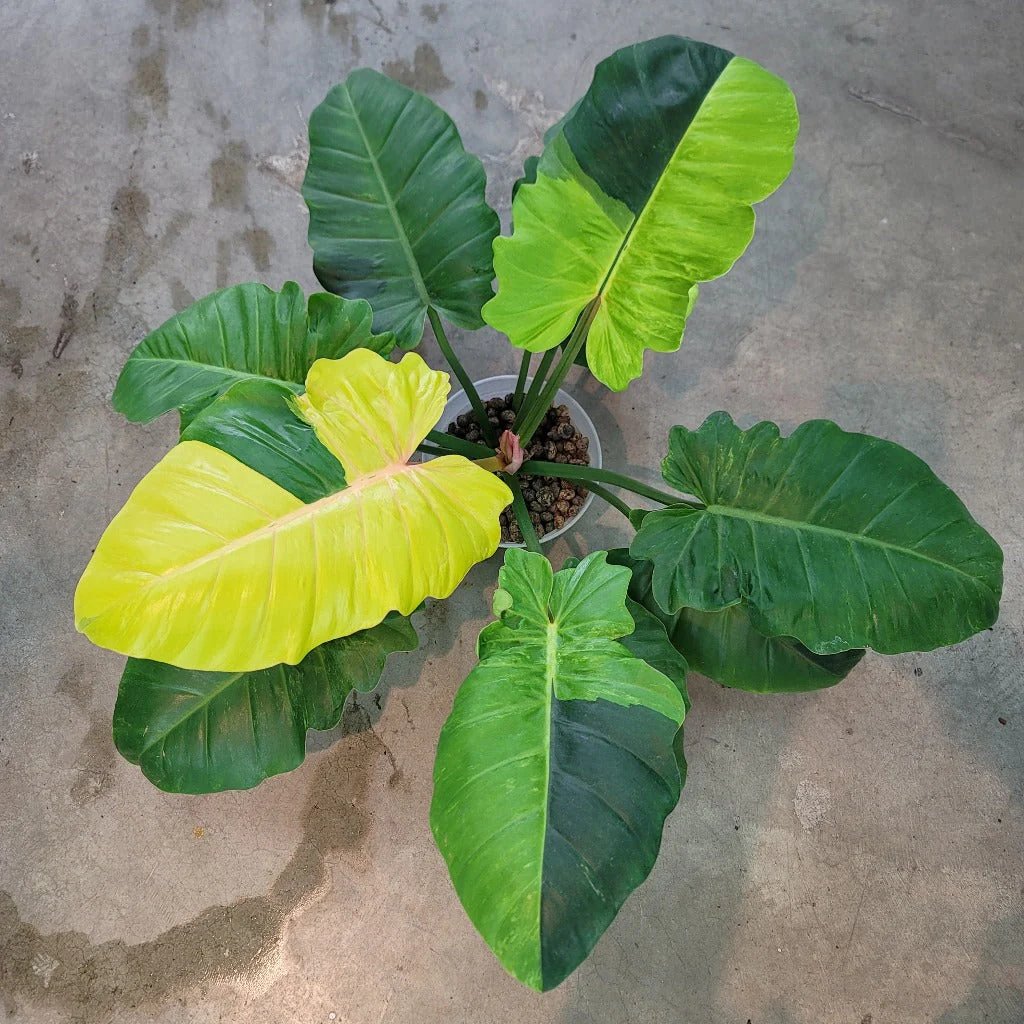 Philodendron Snowdrift