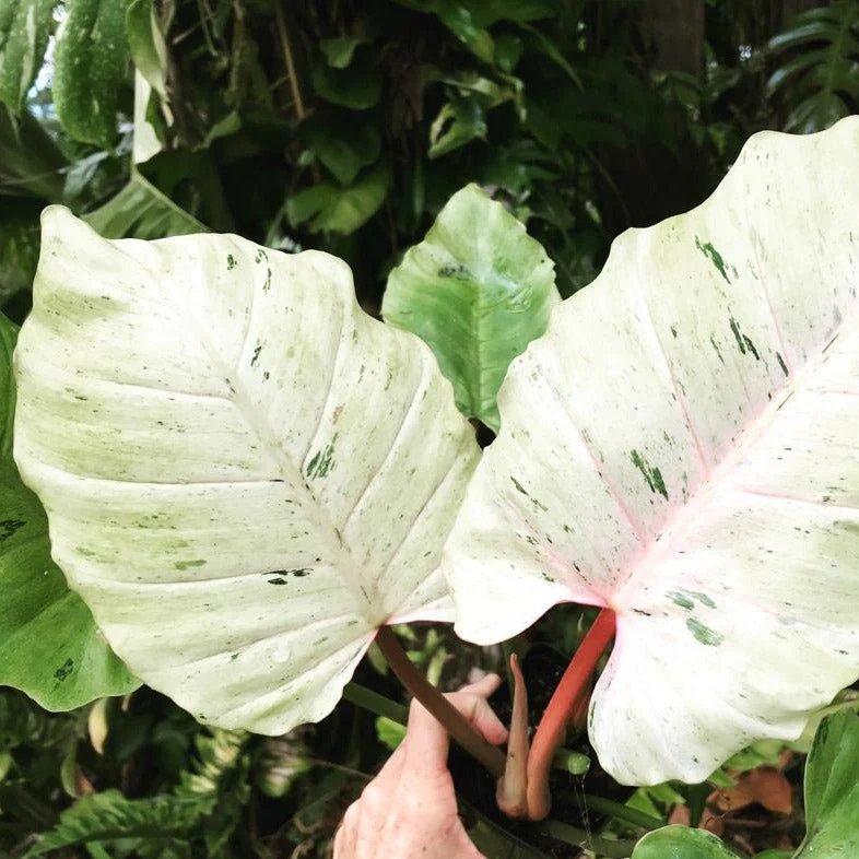 Philodendron Snowdrift 2