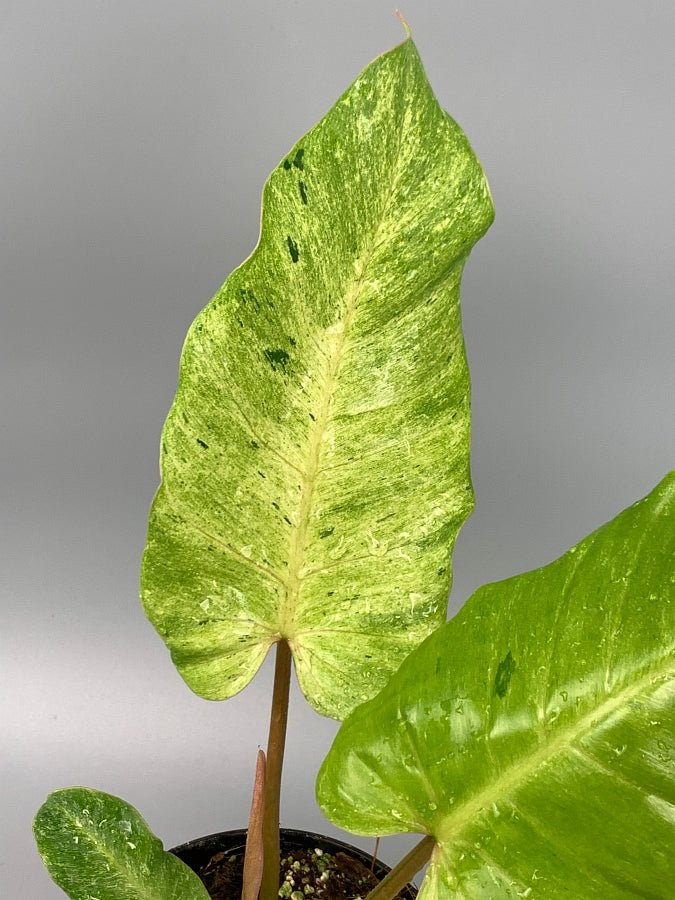 Philodendron Snowdrift 3