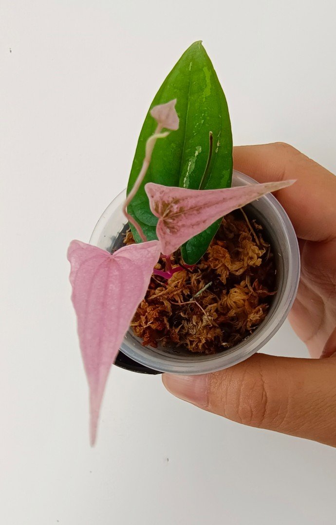 Dioscorea pixel pink 2