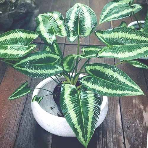 Homalomena Schismatoglottis