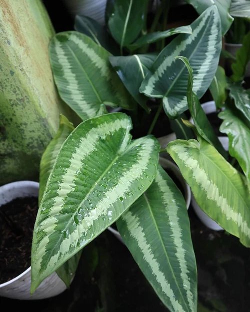 Homalomena Schismatoglottis 2