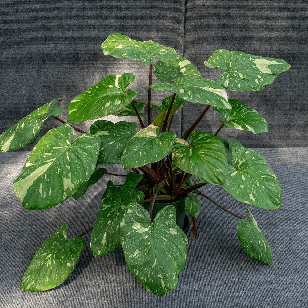 Thiên niên kiện var (Homalomena variegated)
