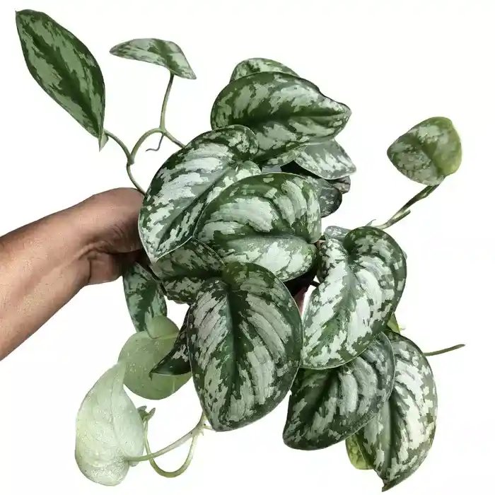 Trầu bà lụa (Scindapsus)