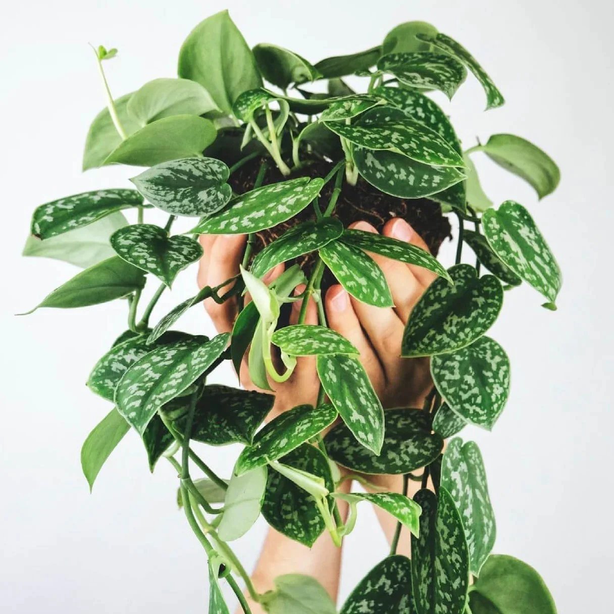 Trầu bà lụa (Scindapsus) 2