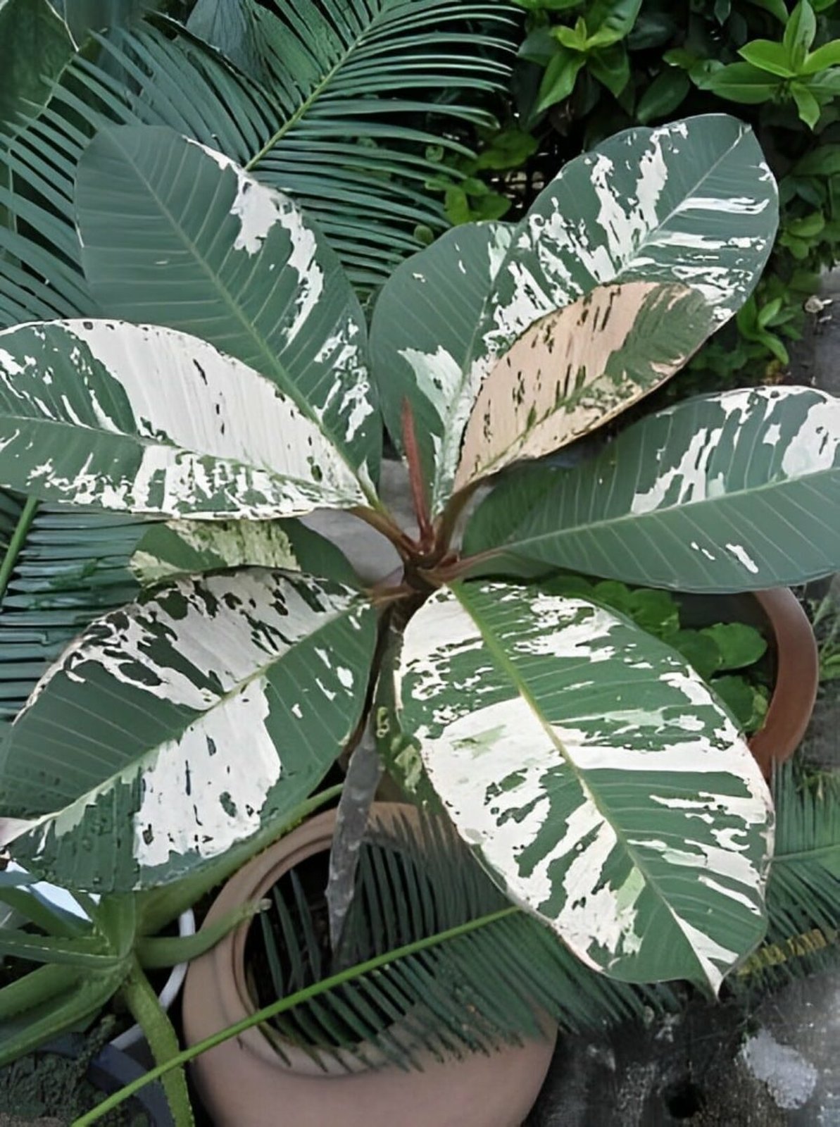 Plumeria ‘Maya' Variegated 2