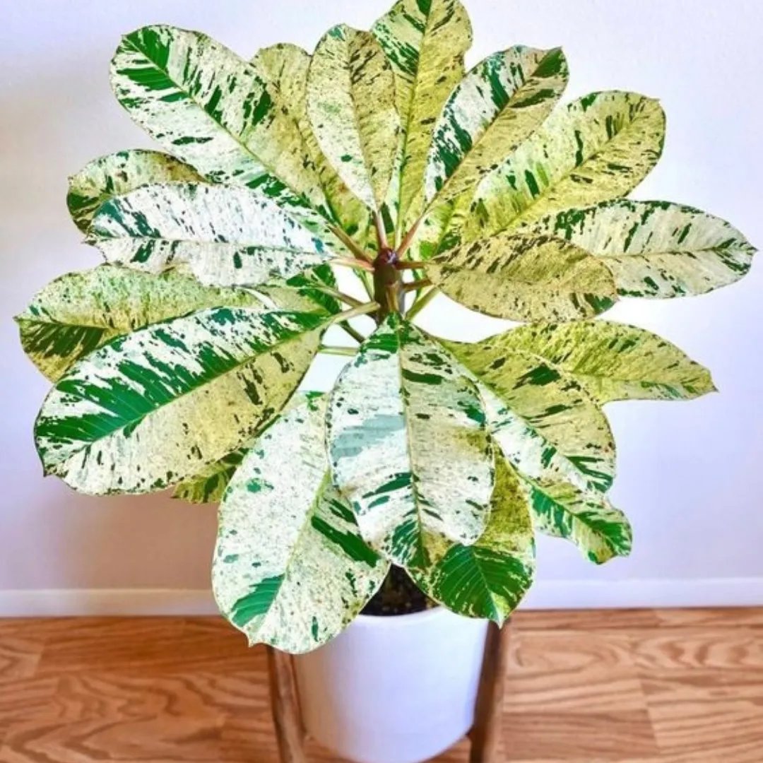 Plumeria ‘Maya' Variegated