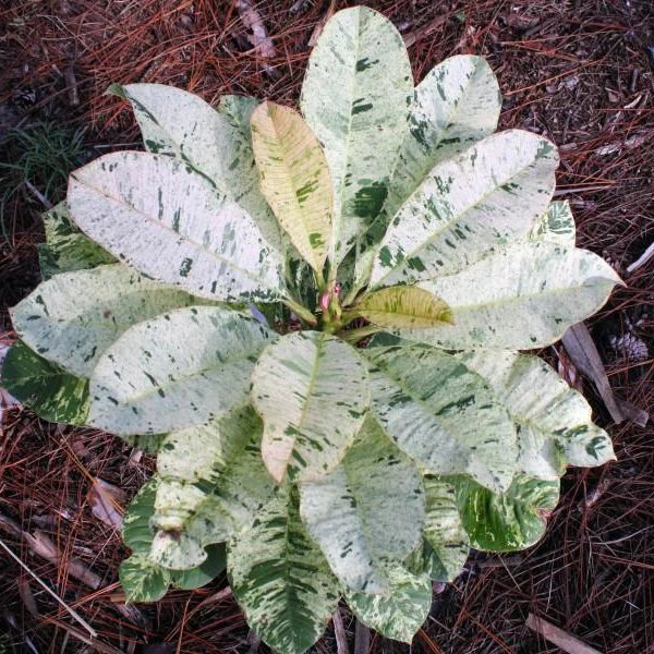 Plumeria ‘Maya' Variegated 3