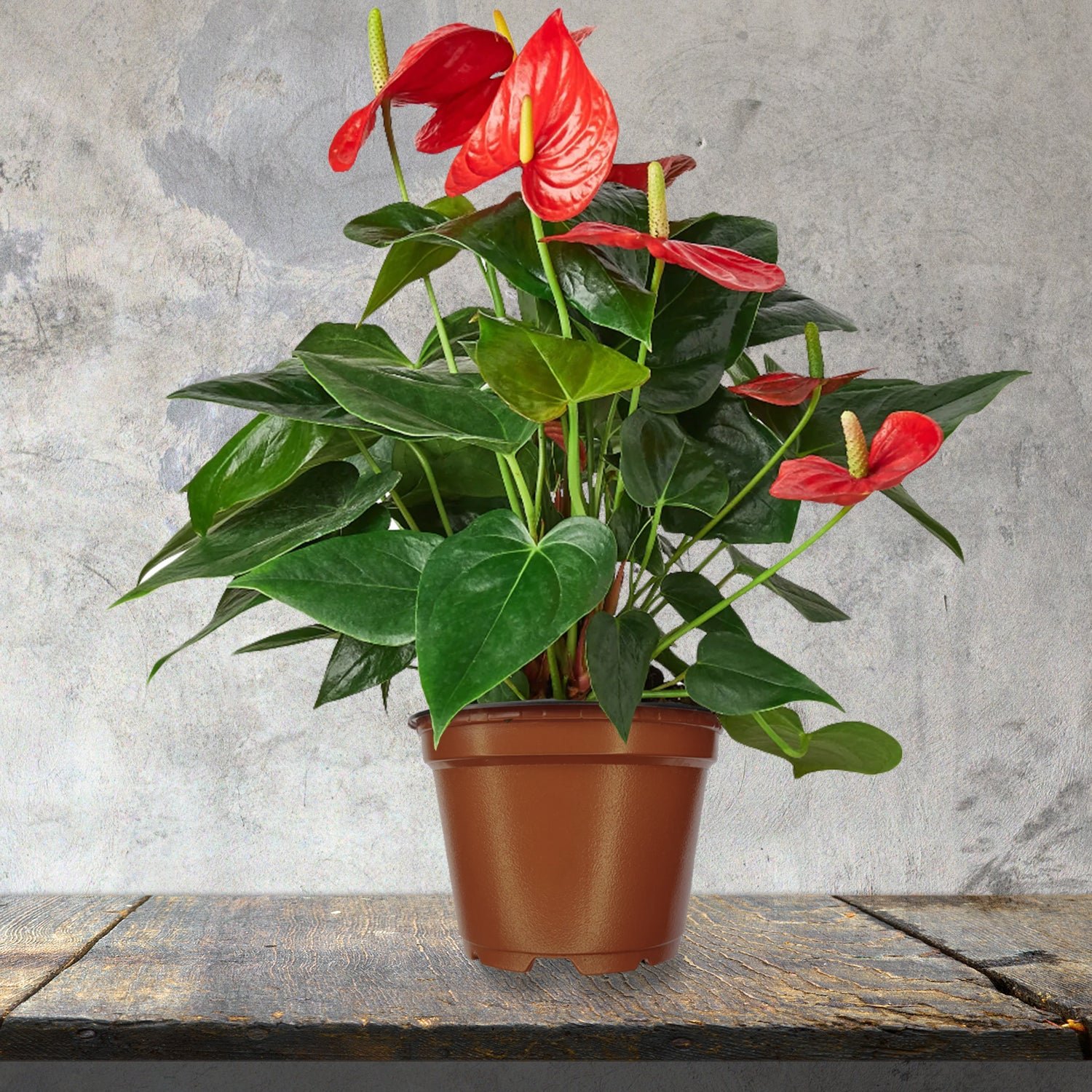 Anthurium Andraeanum