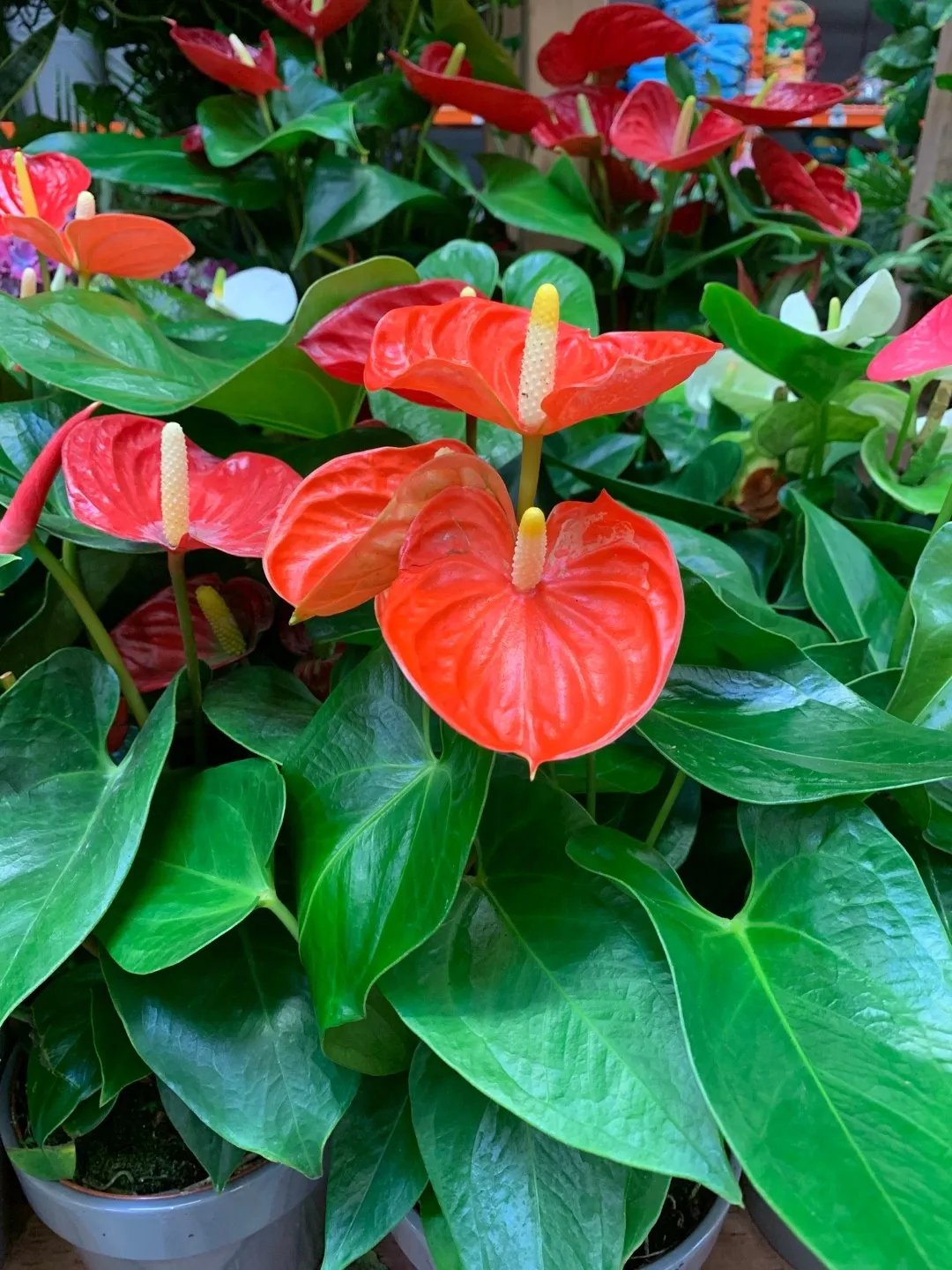 Anthurium Andraeanum 2
