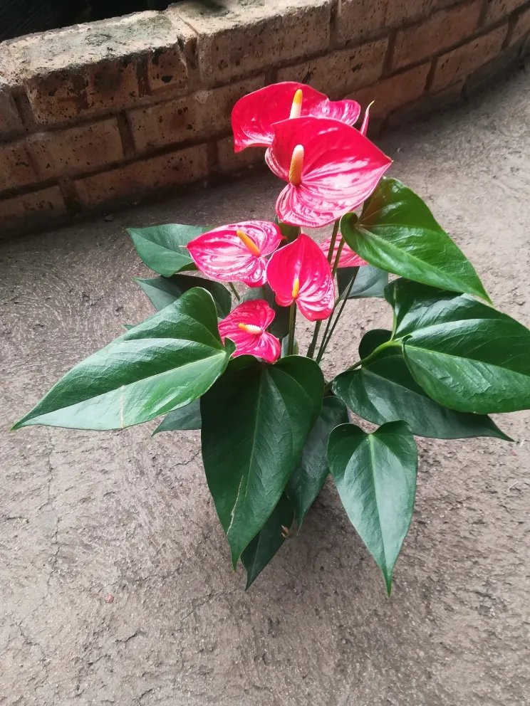 Anthurium Andraeanum 3