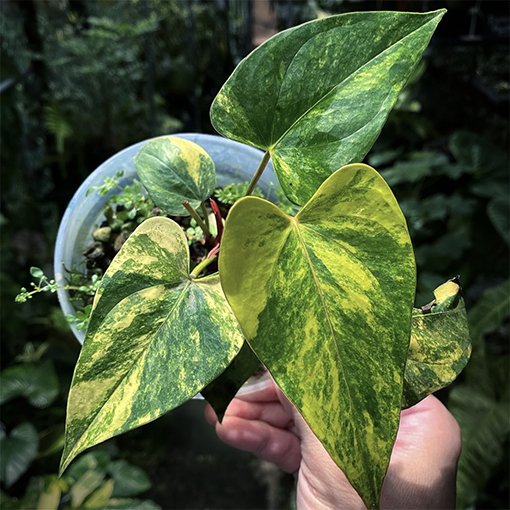 Anthurium Andraeanum Variegated