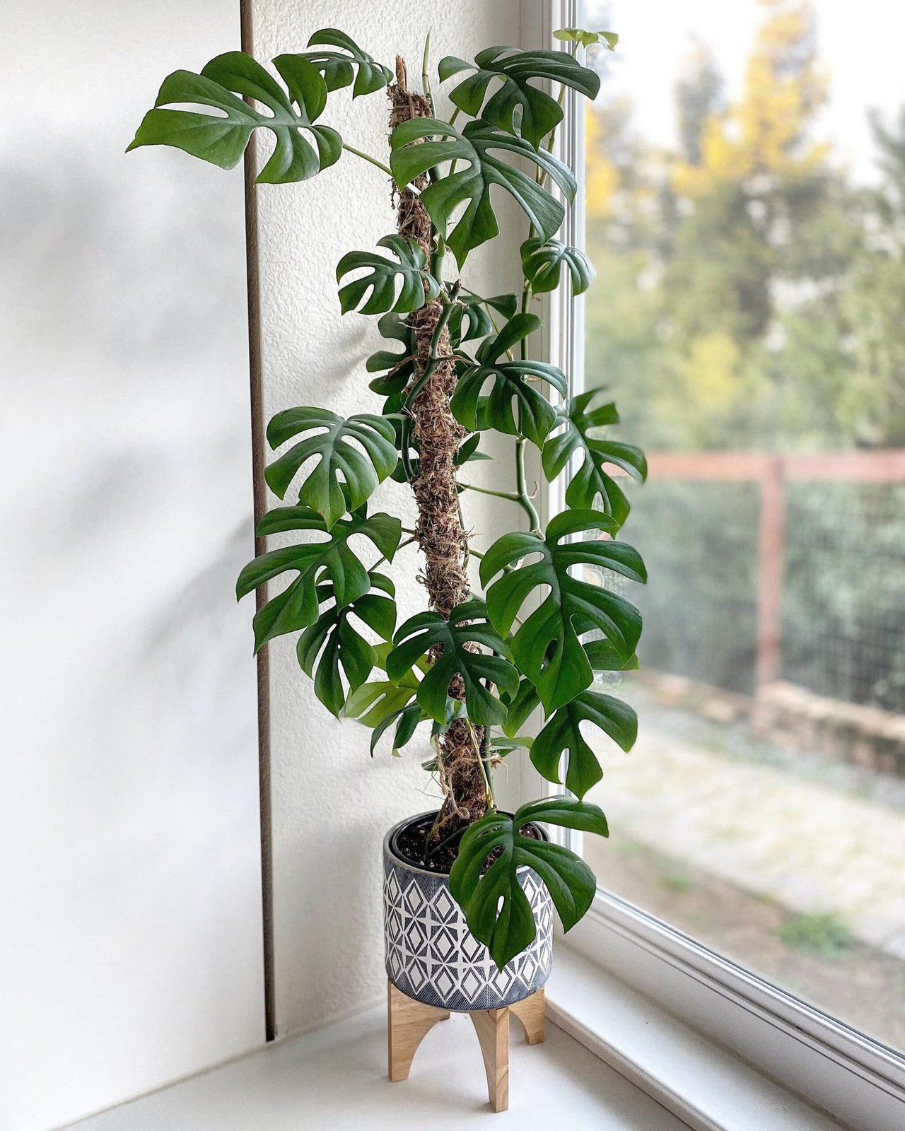 Rhaphidophora Tetrasperma 2