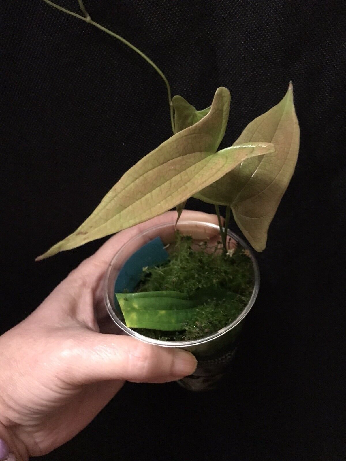 Dioscorea Sp.