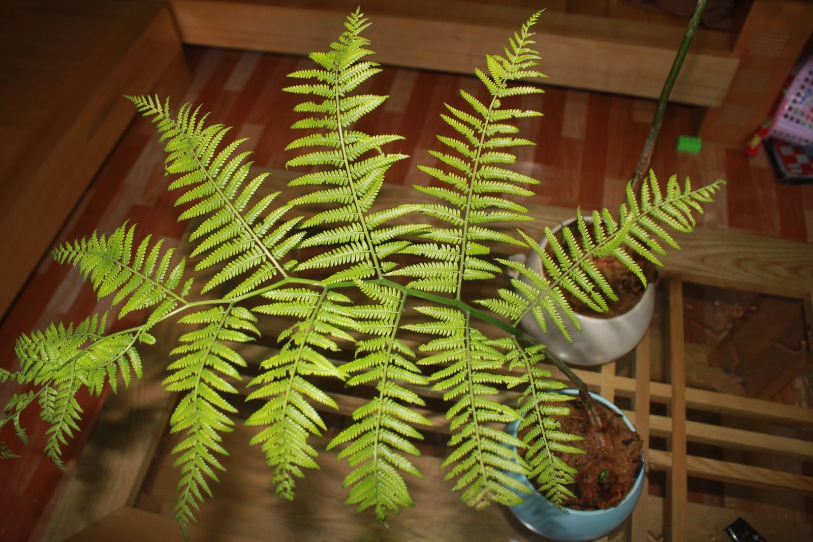 Dương xỉ Culi (Cibotium barometz) 3
