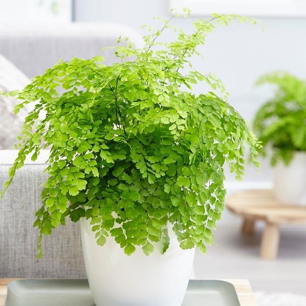 Dương xỉ Tóc thần vệ nữ (Adiantum caudatum)