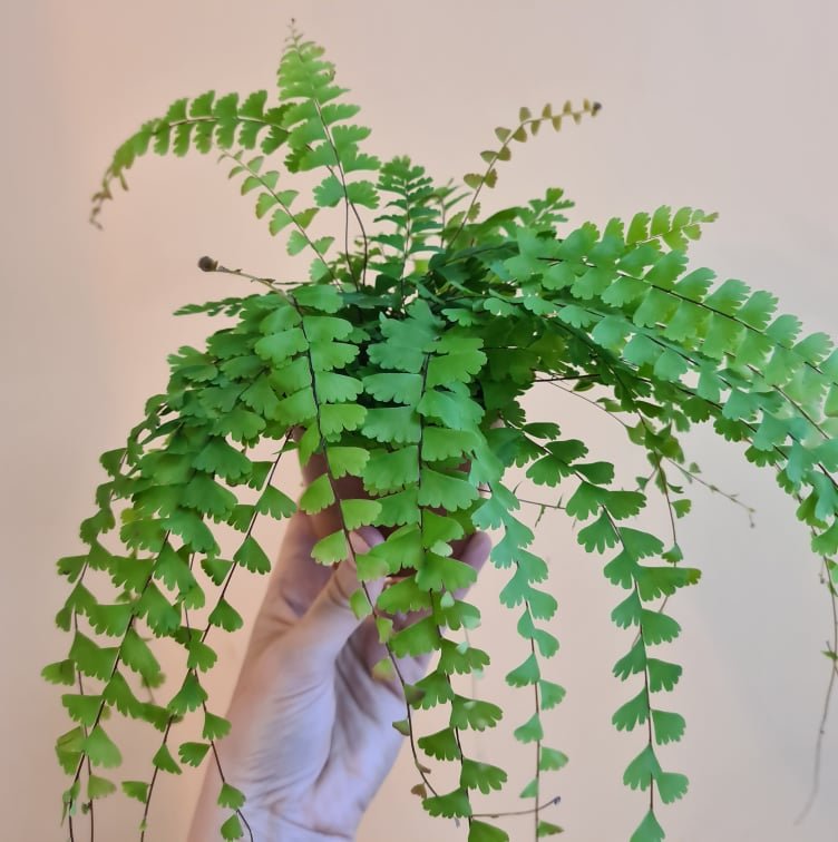 Dương xỉ Tóc thần vệ nữ (Adiantum caudatum) 2