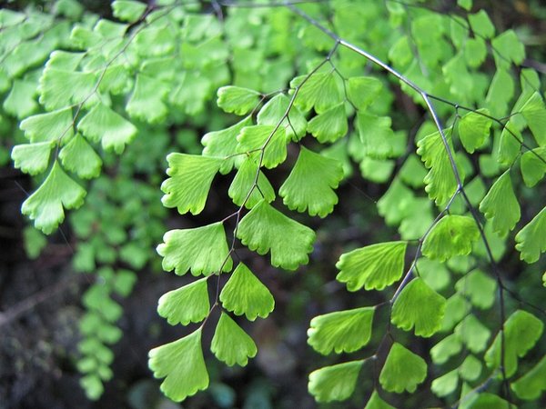 Dương xỉ Tóc thần vệ nữ (Adiantum caudatum) 3