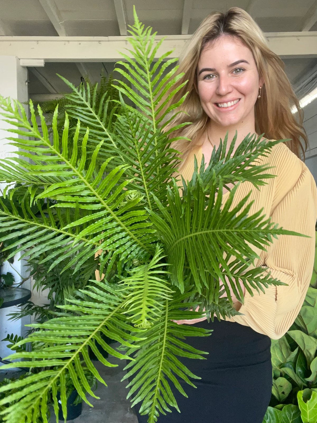 Dương xỉ khổng tước ‘Lady Fern' (Blechnum Gibbum) 3