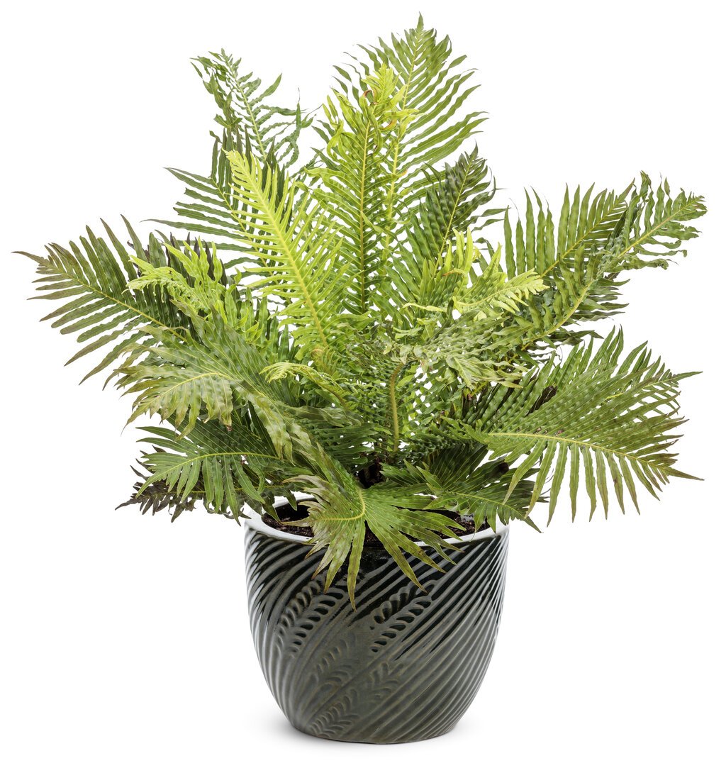 Dương xỉ khổng tước ‘Lady Fern' (Blechnum Gibbum) 2