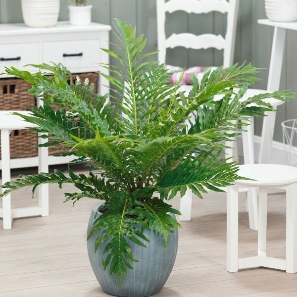 Dương xỉ khổng tước ‘Lady Fern' (Blechnum Gibbum)