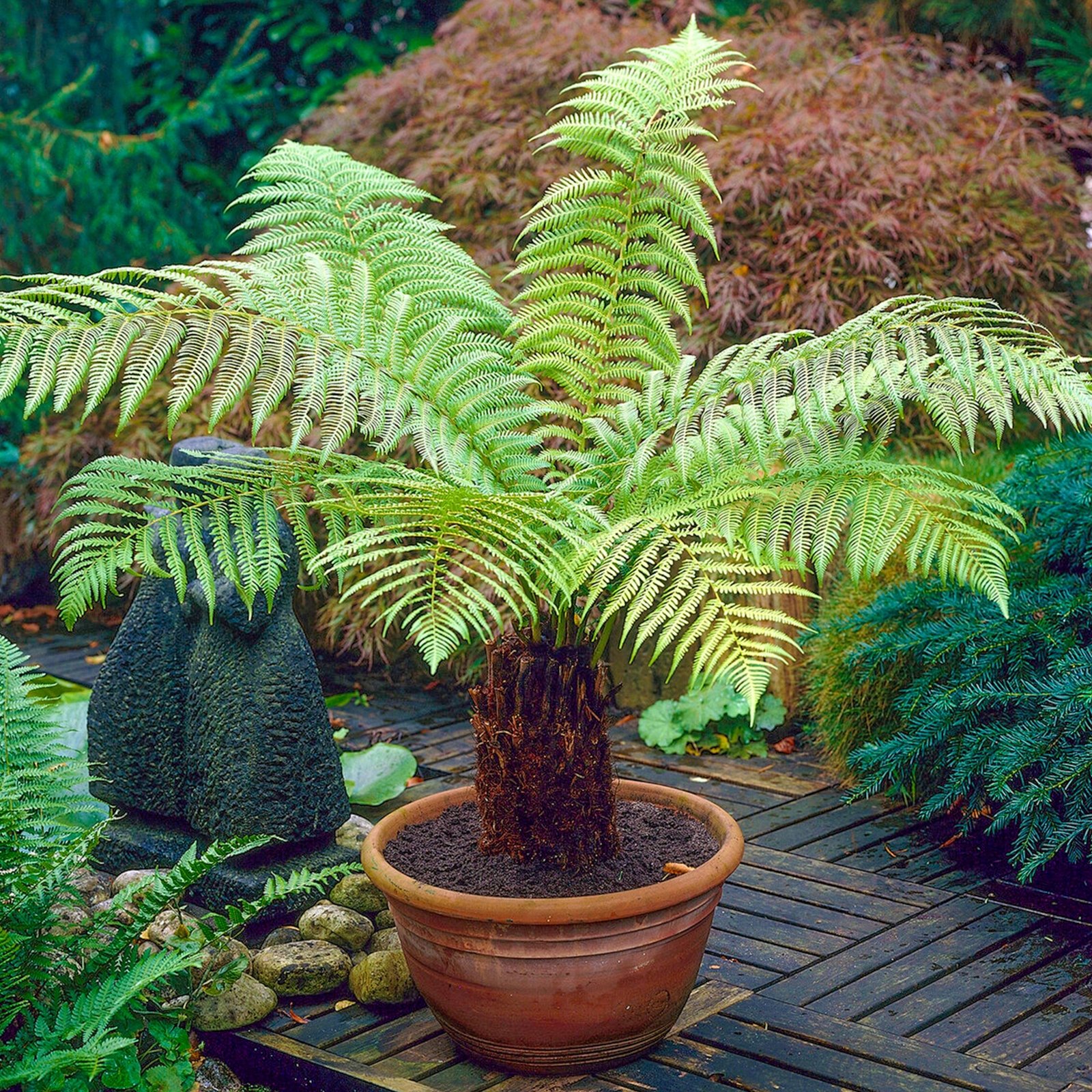 Dương xỉ Nam cực ‘Đà điểu' (Dicksonia Antarctica)