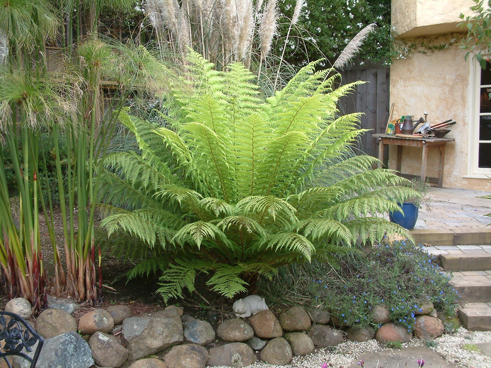 Dương xỉ Nam cực ‘Đà điểu' (Dicksonia Antarctica) 3