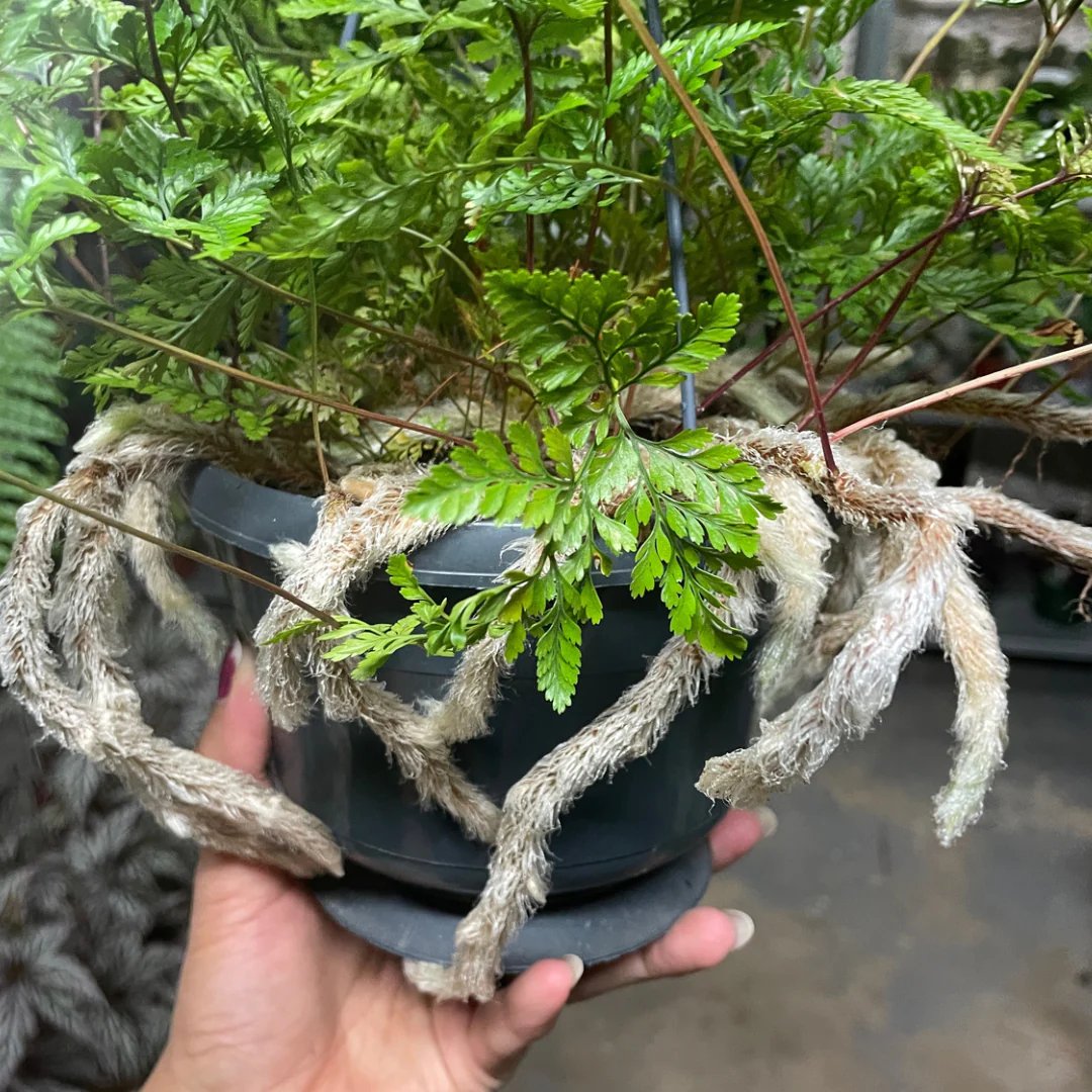 Dương xỉ Chân thỏ ‘Hare's Foot Fern' (Davallia Tyermannii) 2