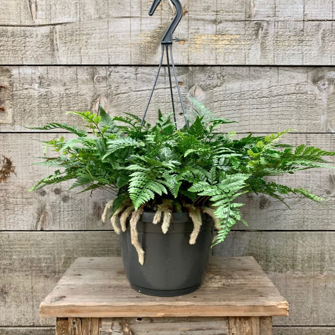Dương xỉ Chân thỏ ‘Hare's Foot Fern' (Davallia Tyermannii)